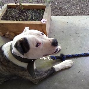 Meet your Posher, Liz